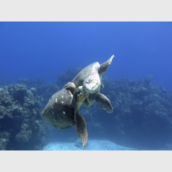 Loggerhead lovebite -- loggerhead turtles - Danger Reef, The Exumas, April 2014